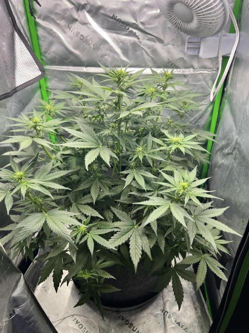Apple Betty auto. Week 5