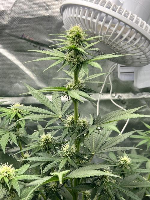 Apple Betty auto. Week 5