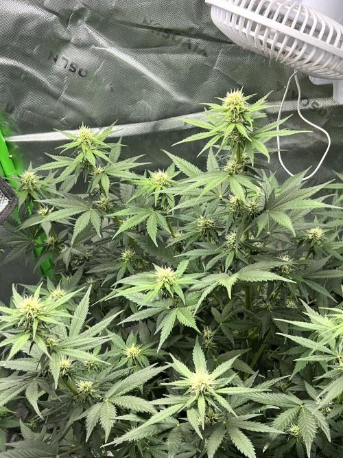 Apple Betty auto. Week 5