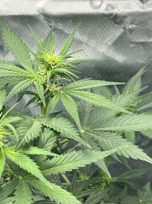 Apple Betty auto. Week 6