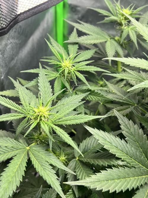 Apple Betty auto. Week 6