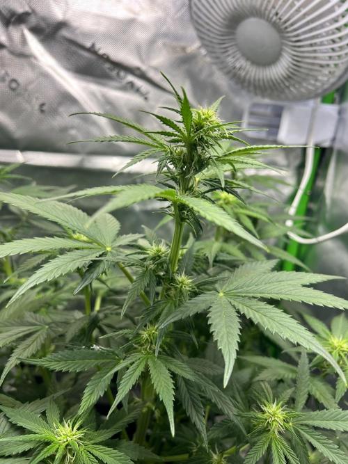 Apple Betty auto. Week 6