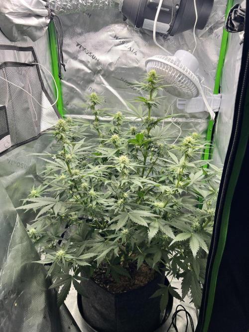 Apple Betty auto. Week 6