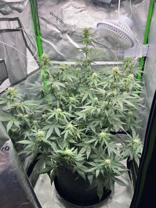 Apple Betty auto. Week 6