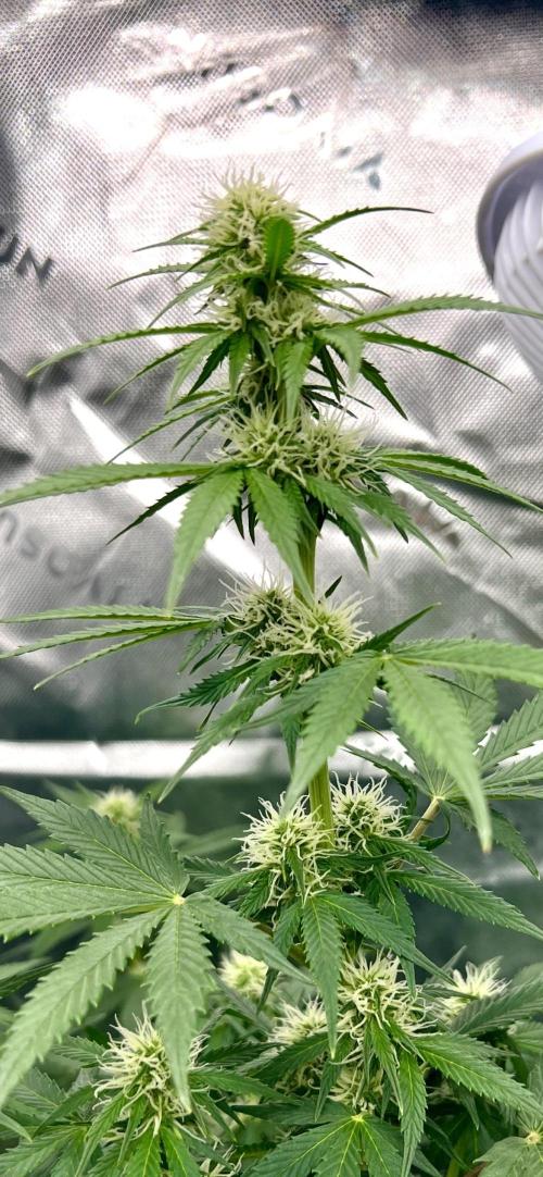 Apple Betty auto. Week 6