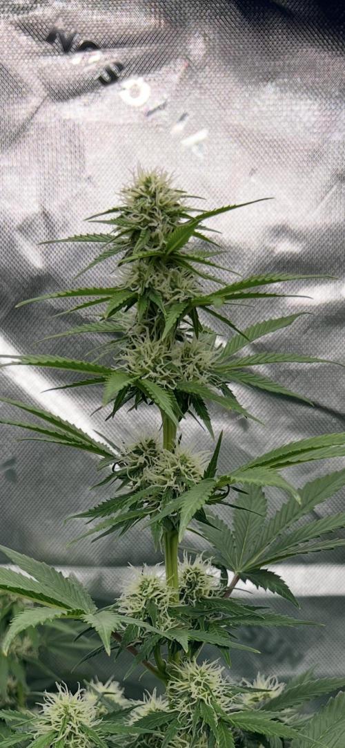 Apple Betty auto. Week 9 - Getting fat buds