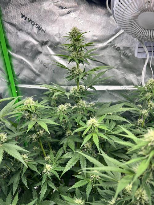 Apple Betty auto. Week 9