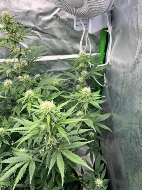 Apple Betty auto. Week 9 - Smelling strong