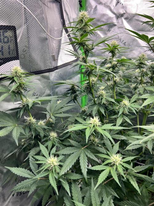 Apple Betty auto. Week 9 - Lots of buds on her