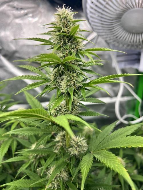 Apple Betty auto. Week 6