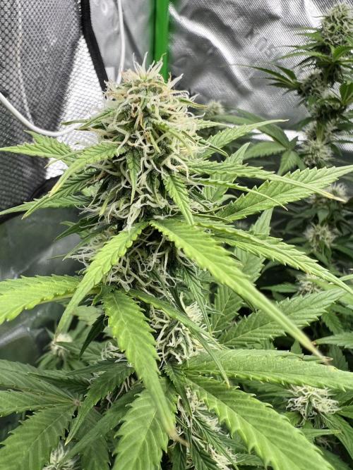 Apple Betty auto. Week 6