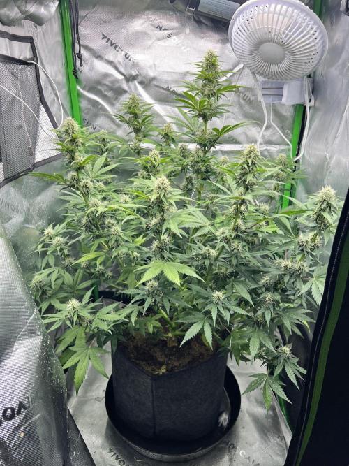 Apple Betty auto. Week 6