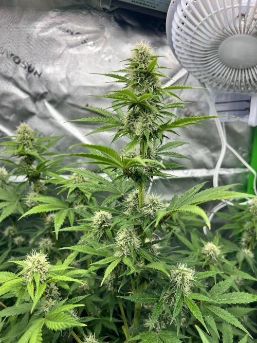 Apple Betty auto. Week 6