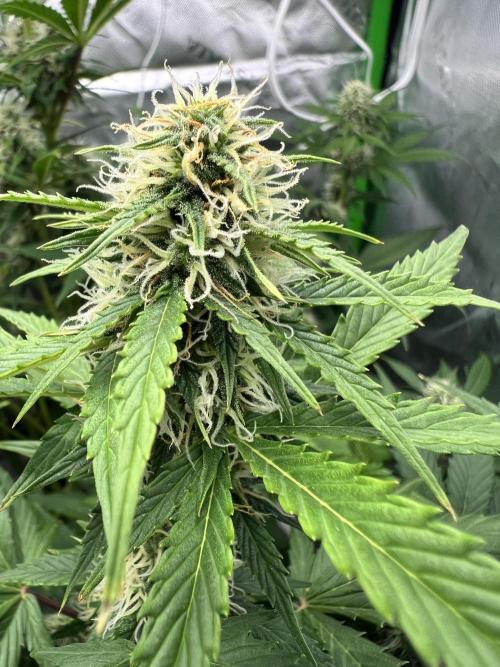 Apple Betty auto. Week 8