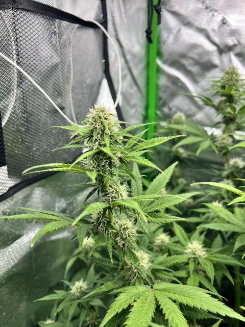 Apple Betty auto. Week 8