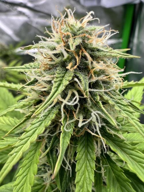 Apple Betty auto. Week 8