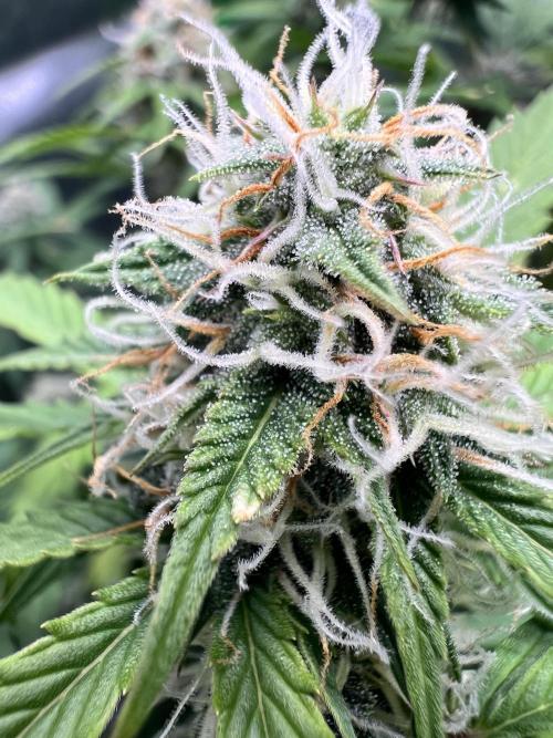 Apple Betty auto. Week 8 - Getting sticky