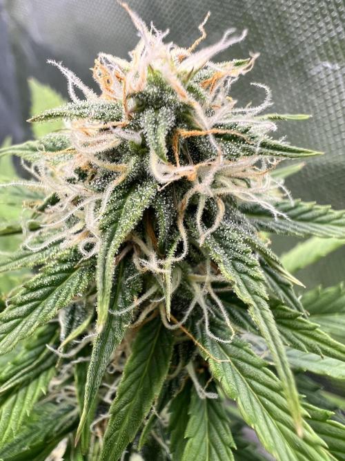 Apple Betty auto. Week 8