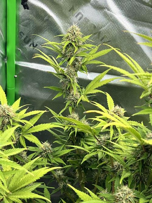 Apple Betty auto. Week 9
