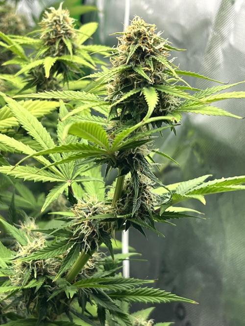 Apple Betty auto. Week 9