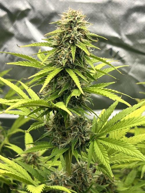 Apple Betty auto. Week 9