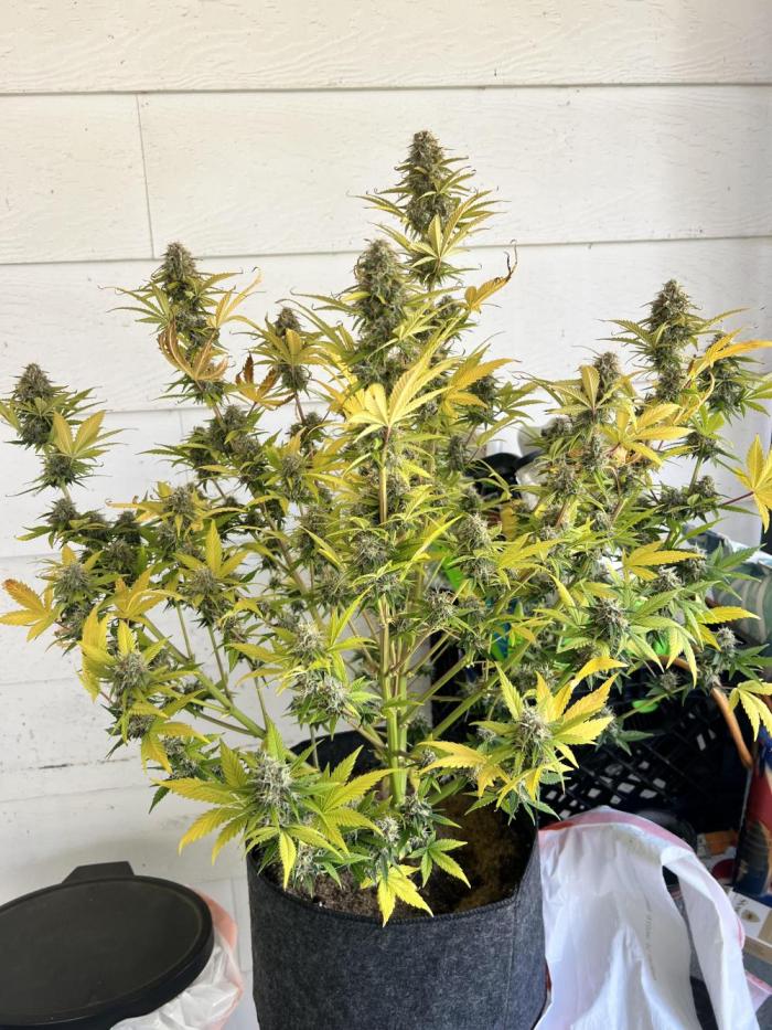Apple Betty auto. Week 10 - Not to bad for a 2x2x4 tent organic grow