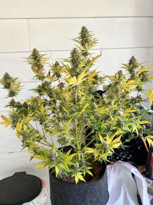 Apple Betty Auto. Week 10