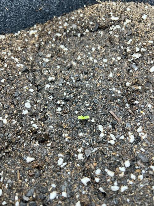 Auto fun. Week 0 - She sprouted on day 3 in the one pot she will stay in 