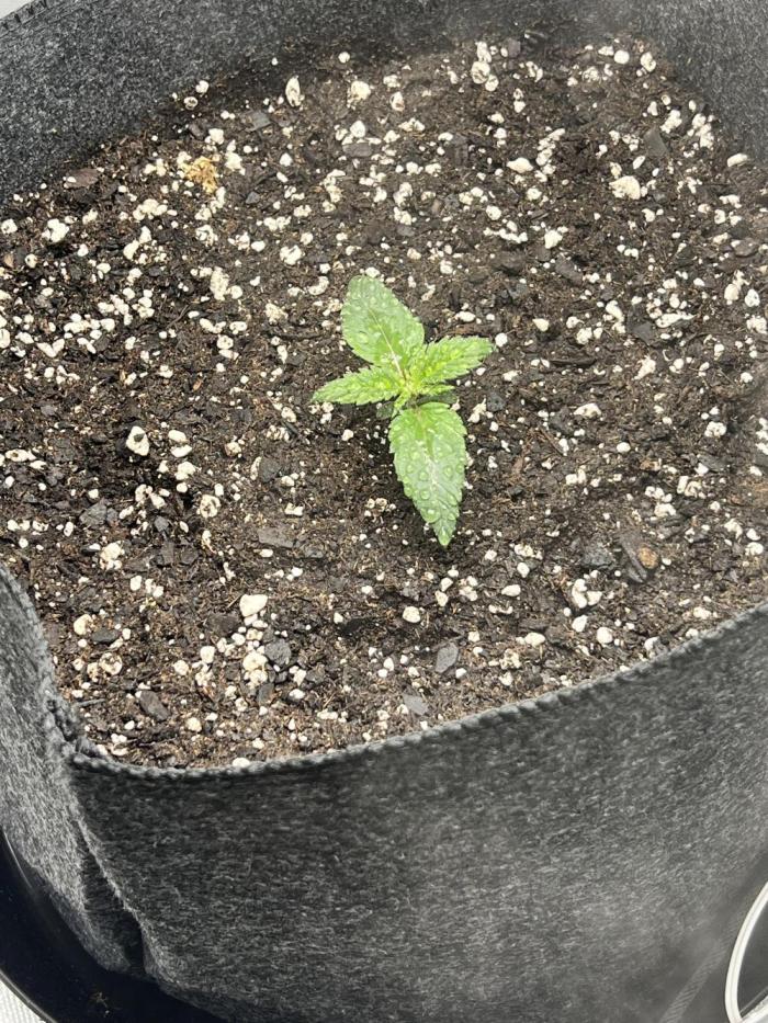 Auto fun. Week 1 - Growing a little slow but think she will be amazing 