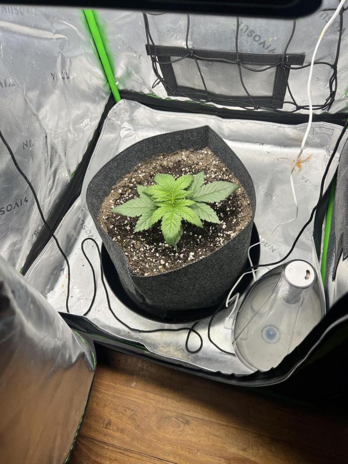 Auto fun. Week 2 - Short but bushy happy so far