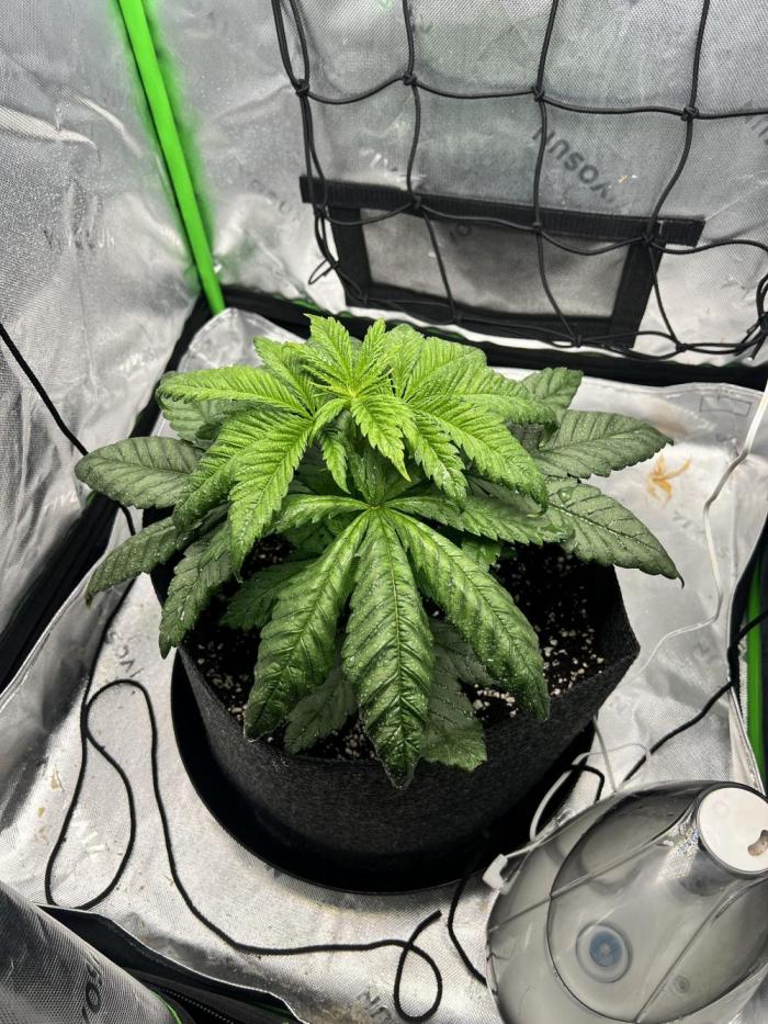 Auto fun. Week 3 - Definitely a unique plant