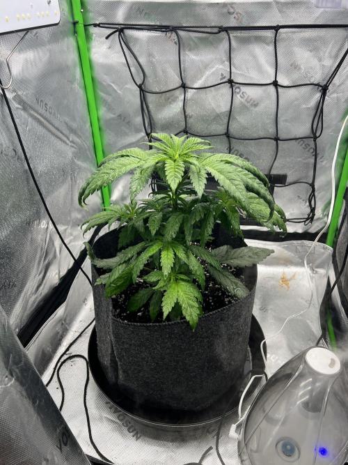 Auto fun. Week 4 - Got rid of a few fan leafs trying to take one or two at a time 