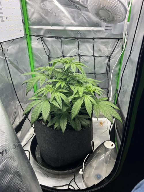 Auto fun. Week 4 - She’s filling out