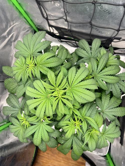 Auto fun. Week 5 - She’s filling out