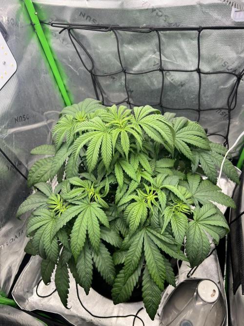 Auto fun. Week 5 - Nice