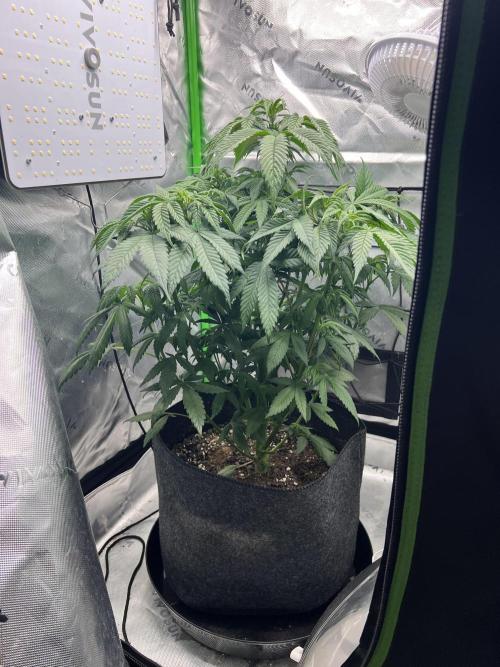 Auto fun. Week 6 - Beginning to think this is a photo seed