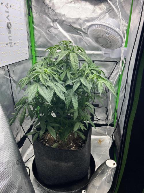Auto fun. Week 6