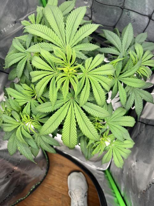 Auto fun. Week 6 - But beautiful 