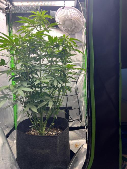 Auto fun. Week 7 - She’s gonna out grow my tent 