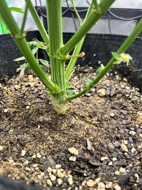 Auto fun. Week 7 - Thick