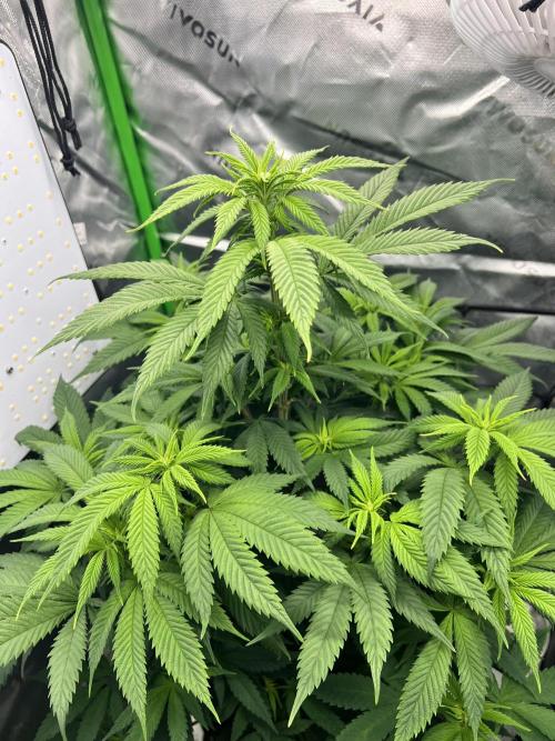 Auto fun. Week 7 - Look like it’s about to flower