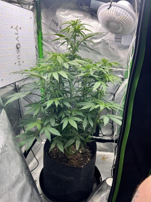 Auto fun. Week 7