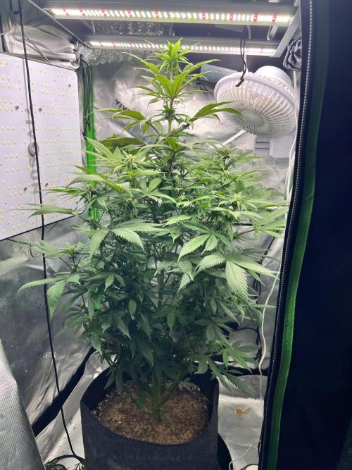 Auto fun. Week 8