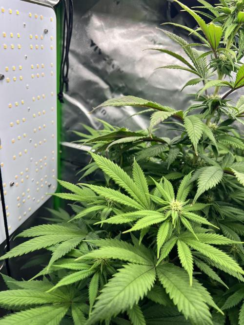 Auto fun. Week 8