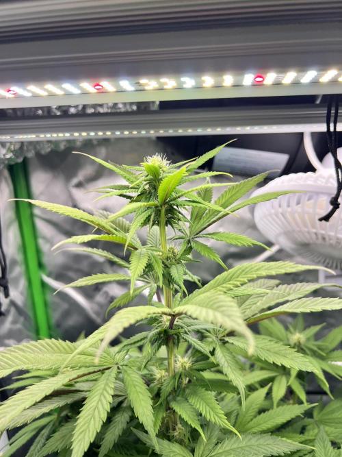Auto fun. Week 8