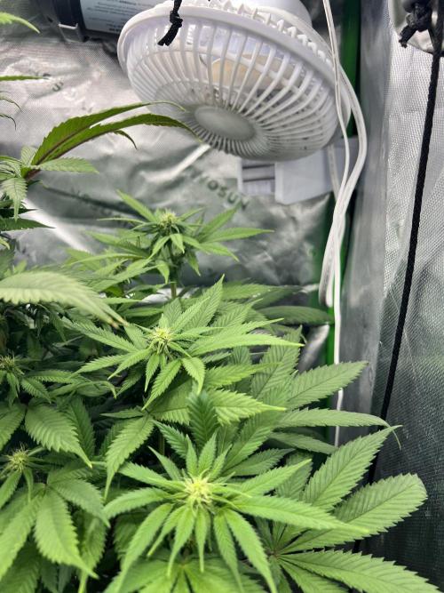 Auto fun. Week 8