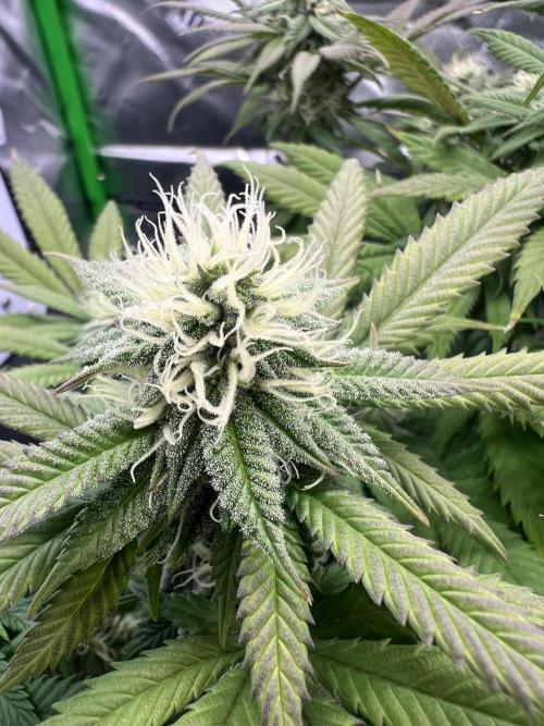 Auto fun. Week 9