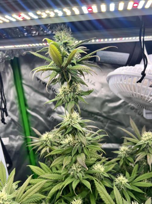 Auto fun. Week 9