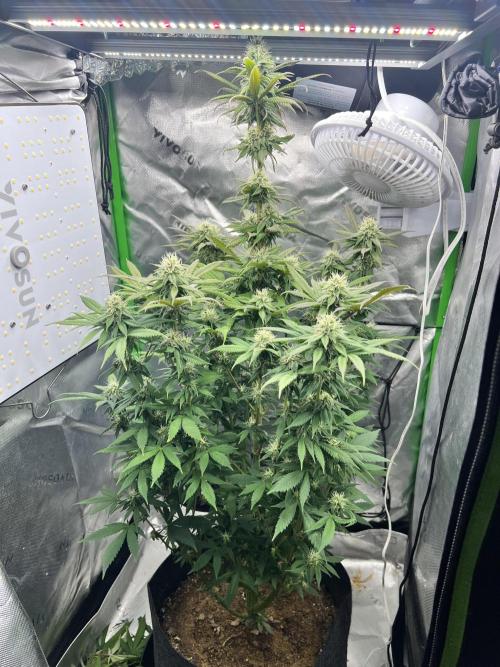 Auto fun. Week 9