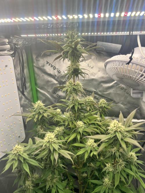 Auto fun. Week 10